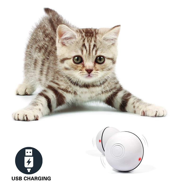 Kitten with the white LED rolling ball
